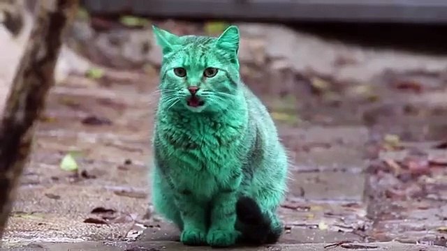 Nous avons trouvé le chat vert de Hulk
