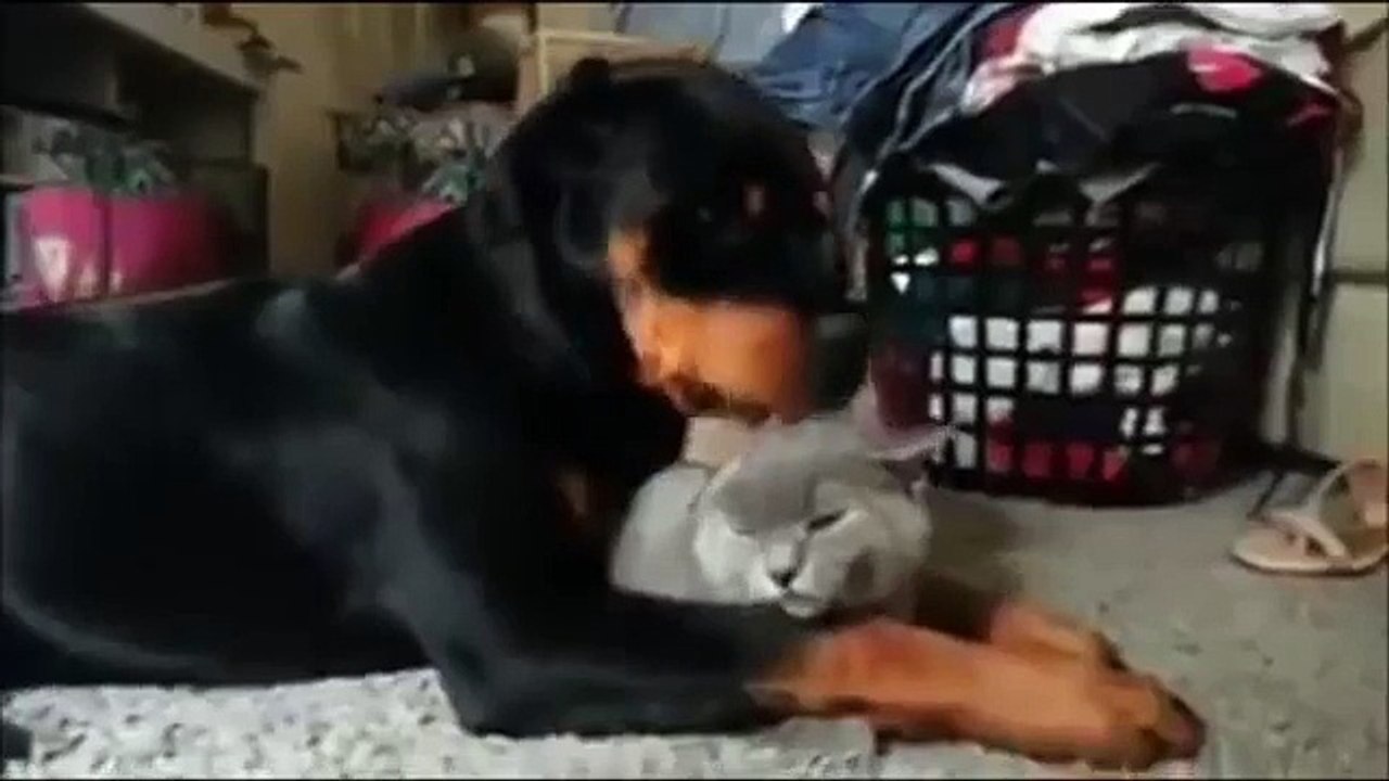 Instant tendresse un chien fait des câlins à un chat...