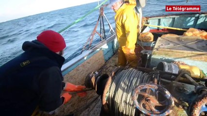 Archipel des Glénan (29). Ouverture de la pêche à la coquille