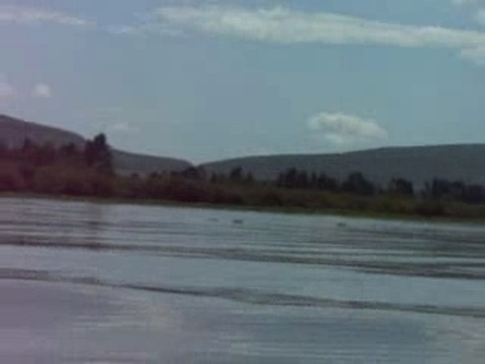 les hippos campent