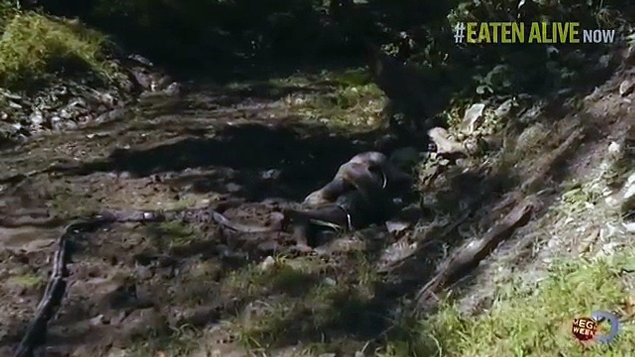 A man is eaten by a snake