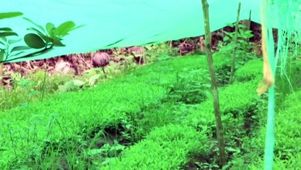 Venezuela ha incautado más de 46 toneladas de droga en 2014