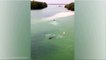 Un crocodile prend en chasse un touriste qui se baigne