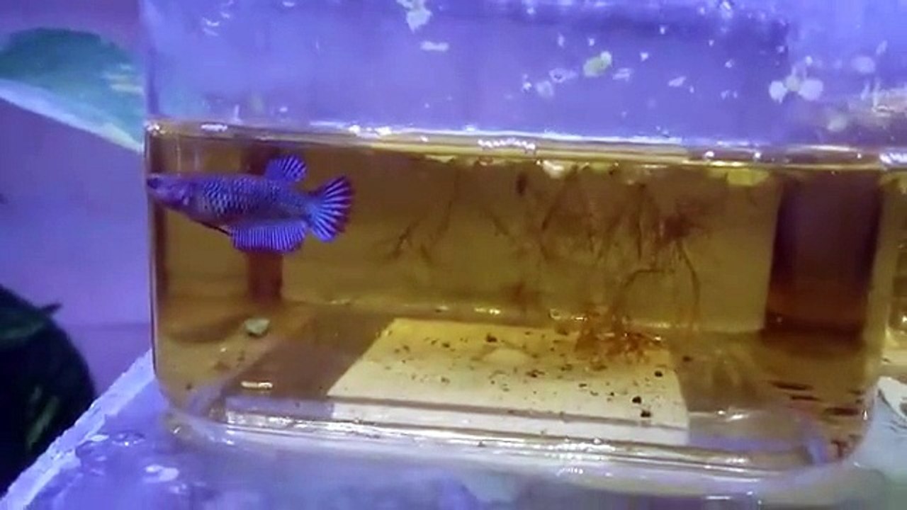 alevins betta frais 2