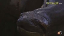 Discovery's 'Eaten Alive' Didn't Actually Show Someone Being Eaten Alive