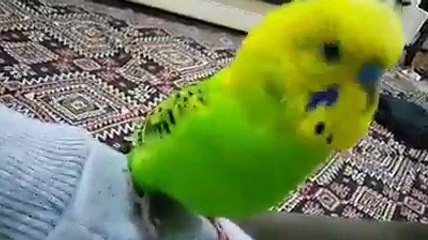 Helal olsun dedirten muhabbet kuşu