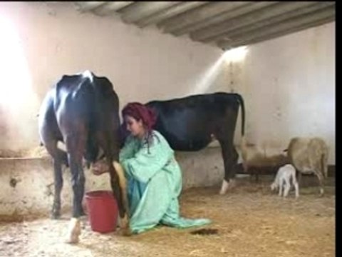 Morocco arabic music chaabi maroc Jadba