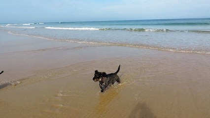Teckels - Fifi et Guss à l'Océan.