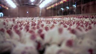 Reality of Perdue Chicken Farm revealed by Compassion in World Farming - Non-graphic video