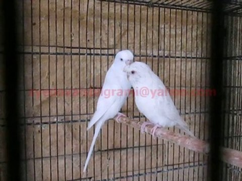 Lacewing Budgies of Syed Ovais Bilgrami