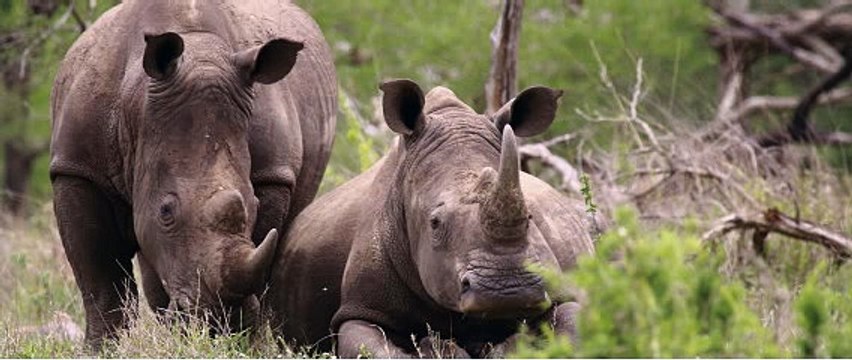 BBC Radio 5 live - Phil Williams, 8Dec14 Dominic Dyer on international wildlife crime