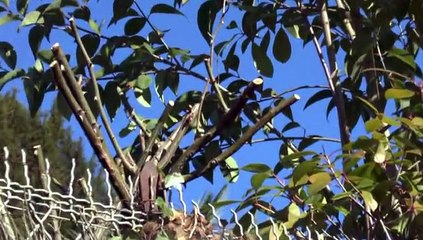 LES NEWS DU SAMEDI DE MICHOU64 W-D.D. - 15 NOVEMBRE 2014 - DES TRAVAUX DE JARDINAGE AU PASSAGE TRAIT D'UNION. .