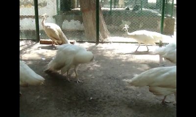White Peacocks