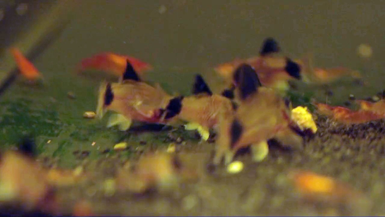 nurserie corydoras panda dec 2014