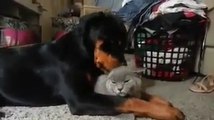 Ce Rottweiler aime beaucoup ce chat... beaucoup trop!