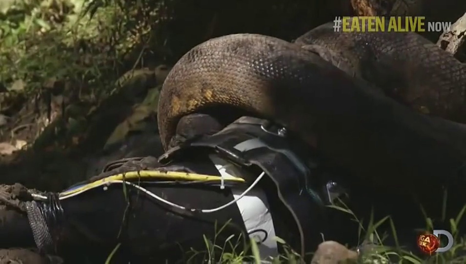 Eaten Alive By A Giant Anaconda Fail Video Dailymotion