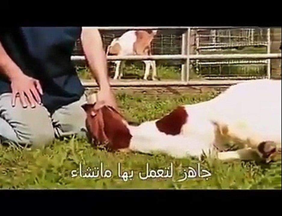 Goats Answering the Call OF Allah