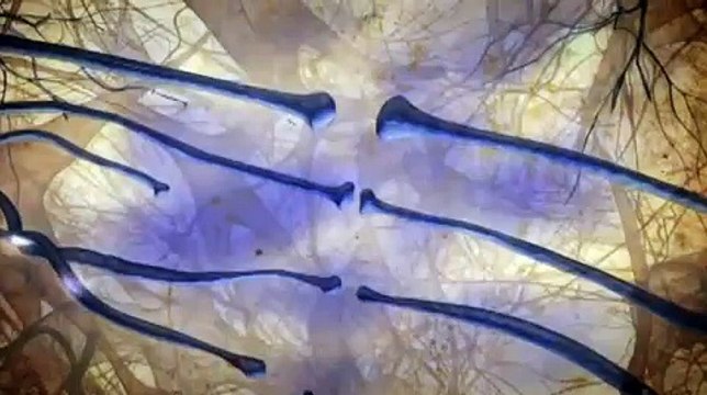 Cannabinoid Receptors Horizon Cannabis The Evil Weed