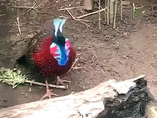 Wow    That is The Beautiful Bird