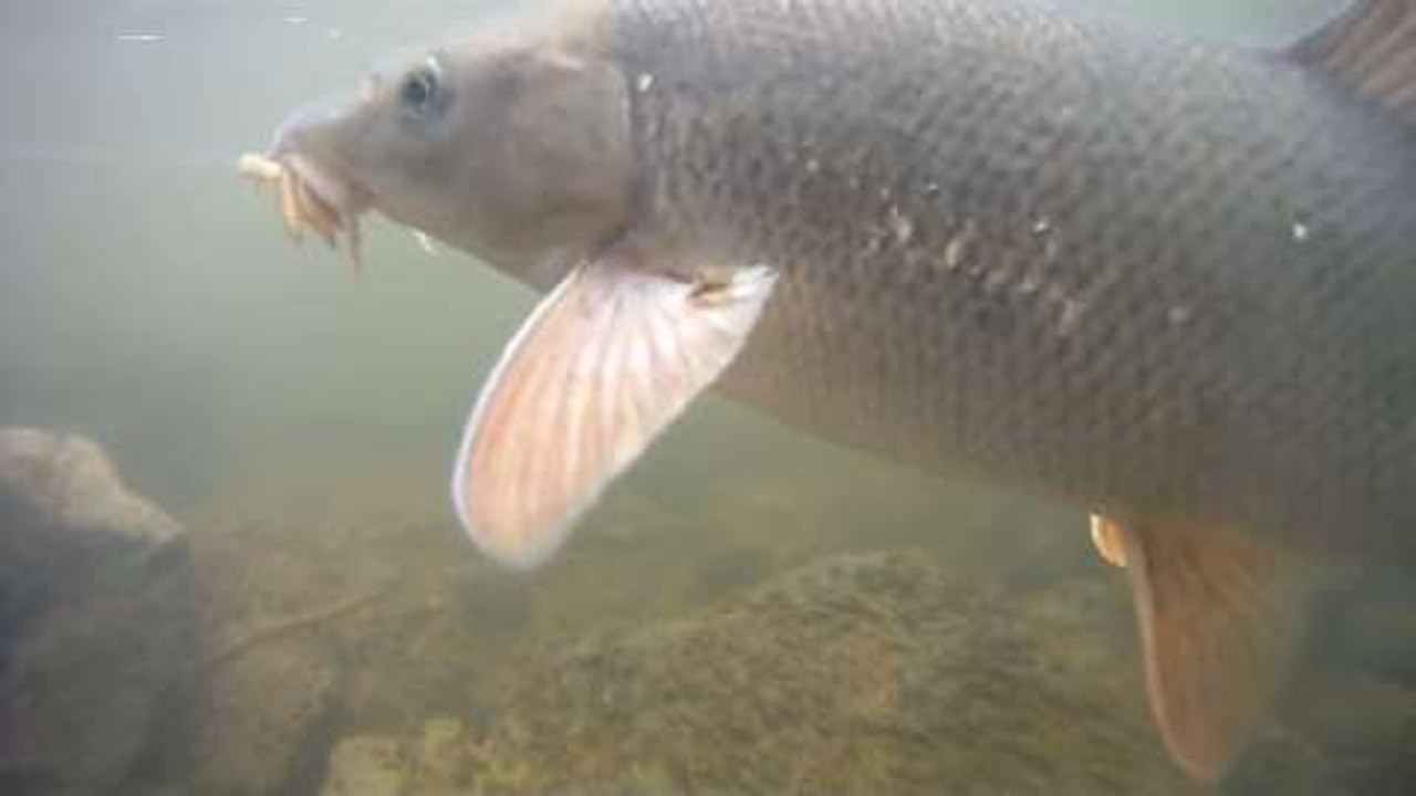 pêche du barbeau