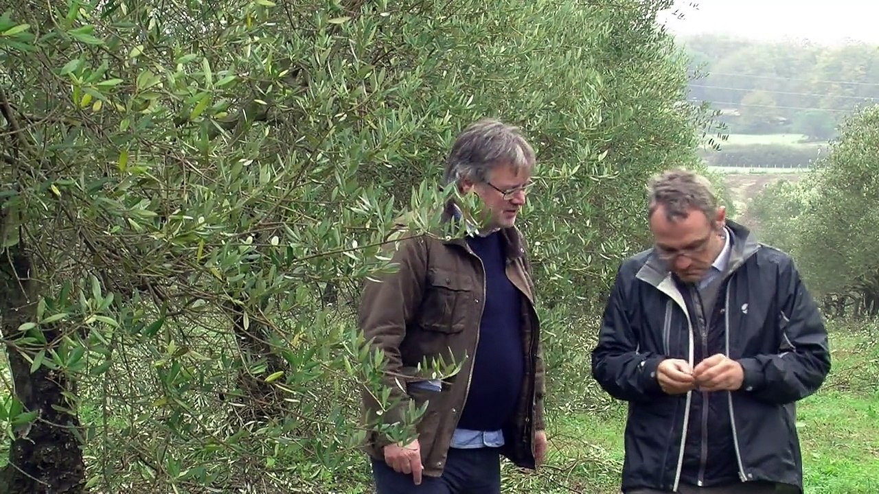 Olivenölkrise in italien