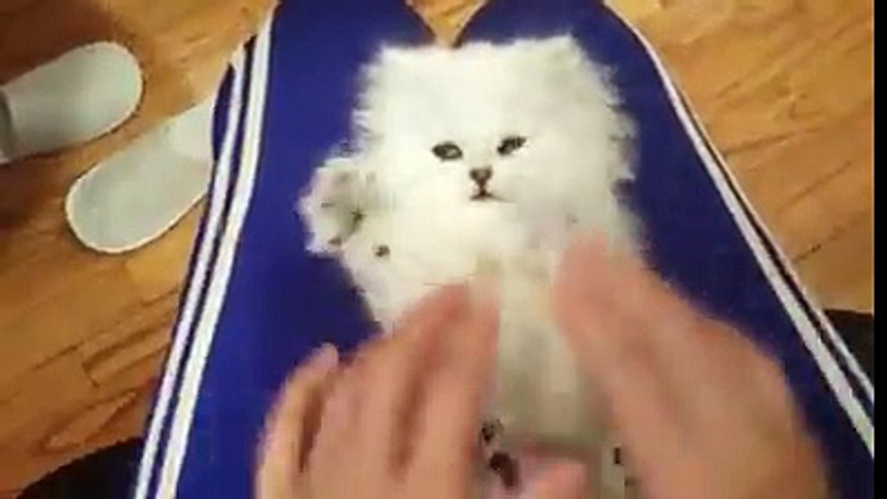 Chaton tout mignon qui joue sur le dos avec ses pattes