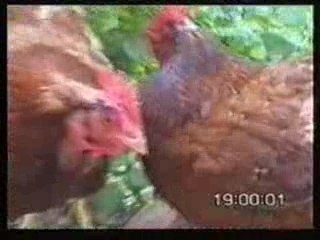 Volière story saison 1