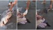 Beachgoers Deliver Three Baby Sharks From Dead Mother Shark