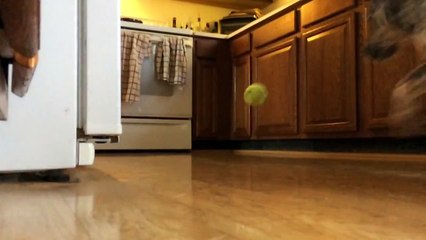 un chien veut attraper une balle et percute un four