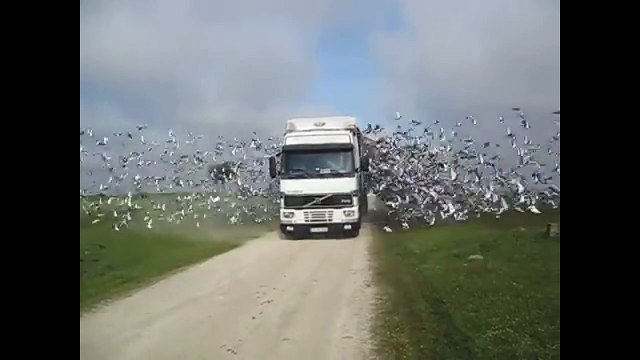 Hiç Bu Kadar Kuş Gördünüz Mü