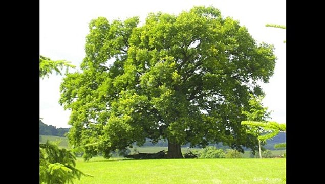 philippounet chante le grand chêne