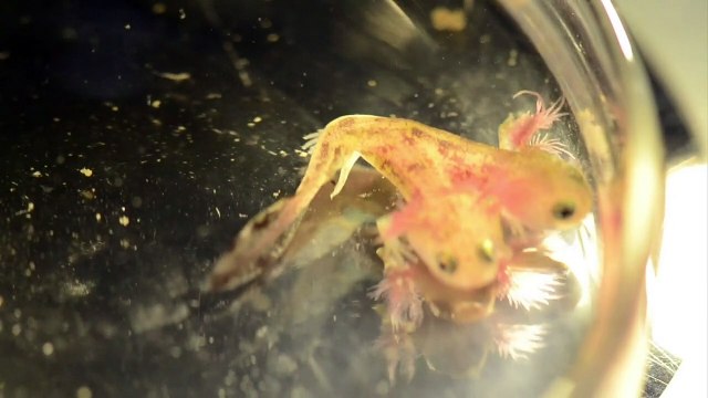 Salamandra com duas cabeças em Israel