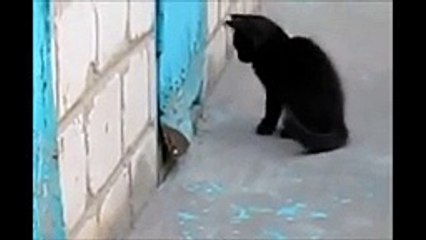 Un chat qui sauve un chien