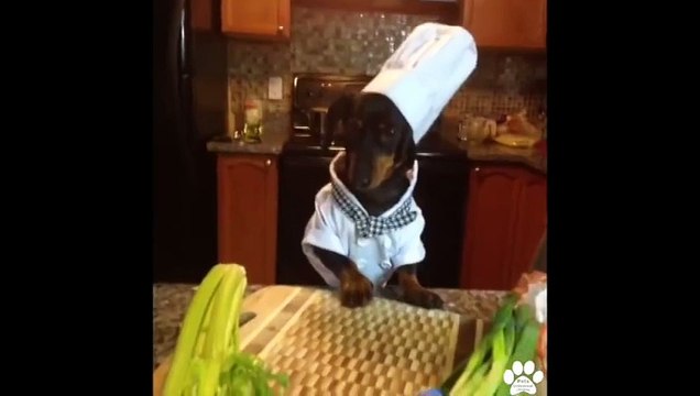 Best Pet and Animal Vines December 2013 - Compilation of Funny and Amazing Pet Vines!
