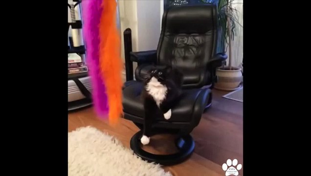 Best Pet and Animal Vines January 2014 - Compilation of Funny and Amazing Pet Vines!