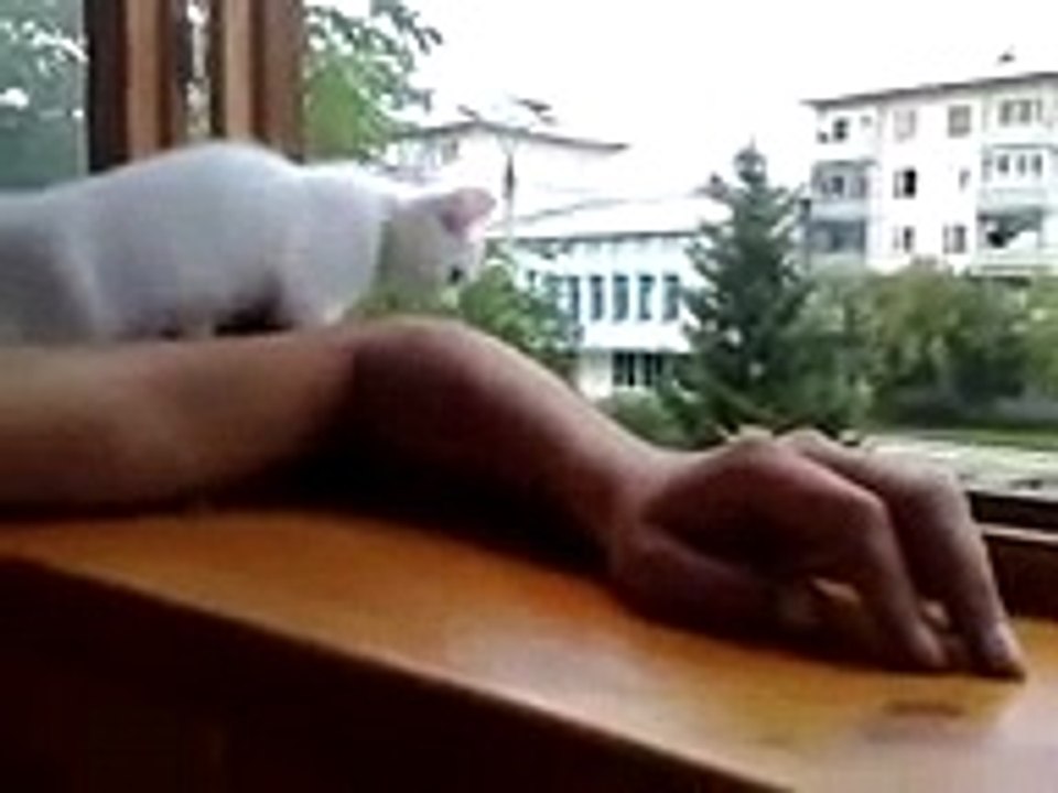 chaton qui aime son maitre