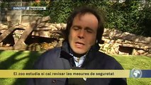 TV3 - Els Matins - Les mesures de seguretat del zoo