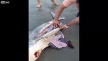 Homem salva 3 bebés tubarões de dentro da mãe morta!