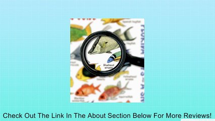 Mini Fishwatchers Field Guide Florida Keys a Snorkelers Paradise ID Card Review