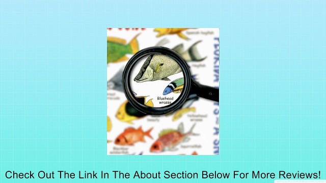 Mini Fishwatchers Field Guide Florida Keys a Snorkelers Paradise ID Card Review