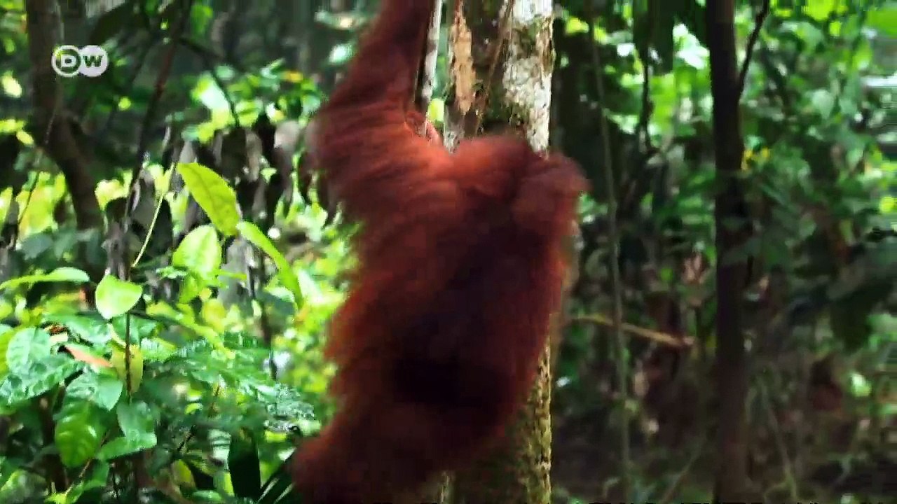 Vom termitenfrühstück und astschwingen | global ideas