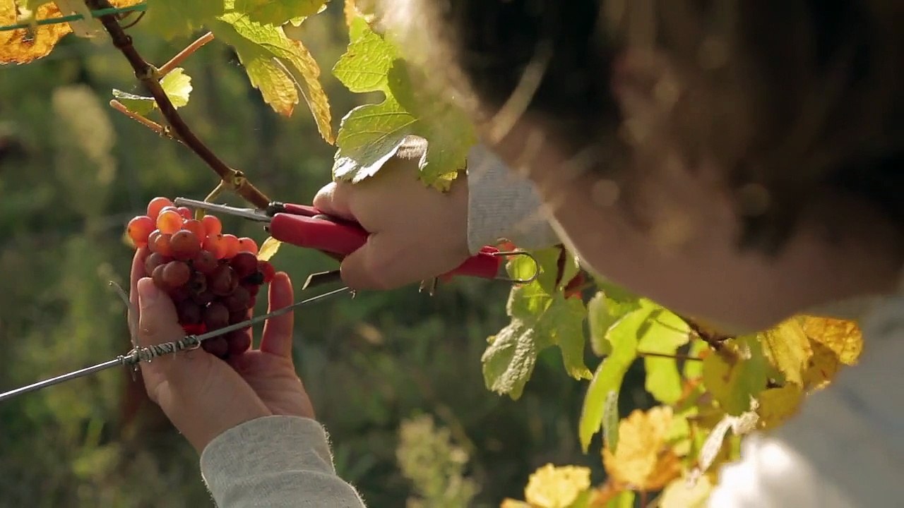 L'Alsace à coeur. Episode 6 - Alsace, accords et à coeur