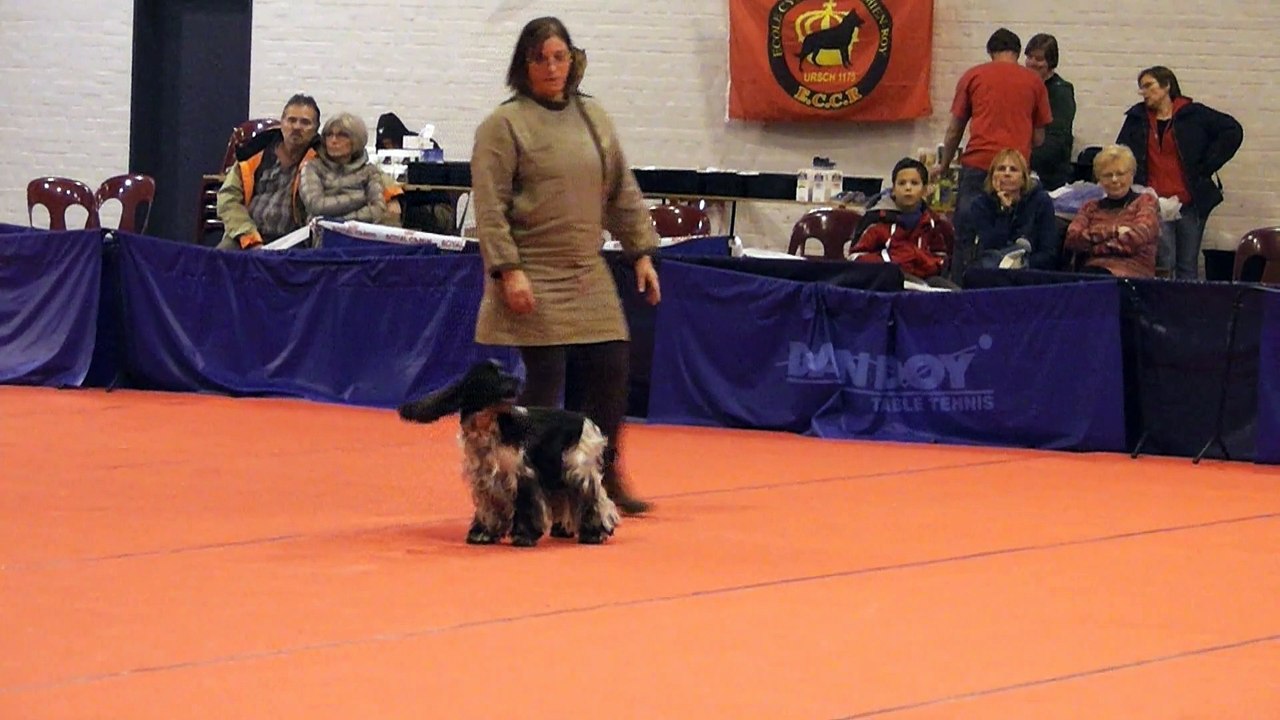 Belgium Open 2014 C'ven Free