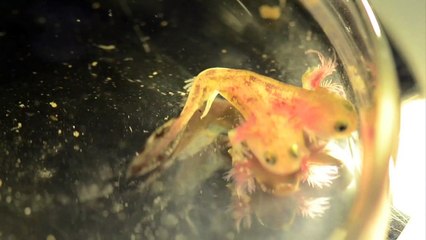 Two-headed salamander discovered in Israel