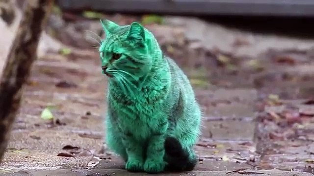 Un chat vert alimente tous les fantasmes en Bulgarie