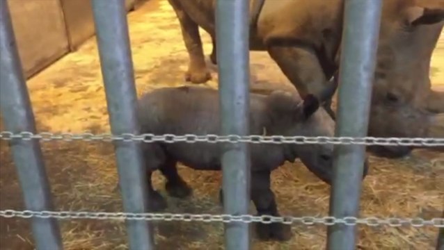 Naissance d'un bébé rhinocéros blanc au zoo d'Amnéville