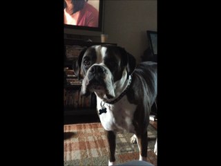 Boxer dog wants dinner on time