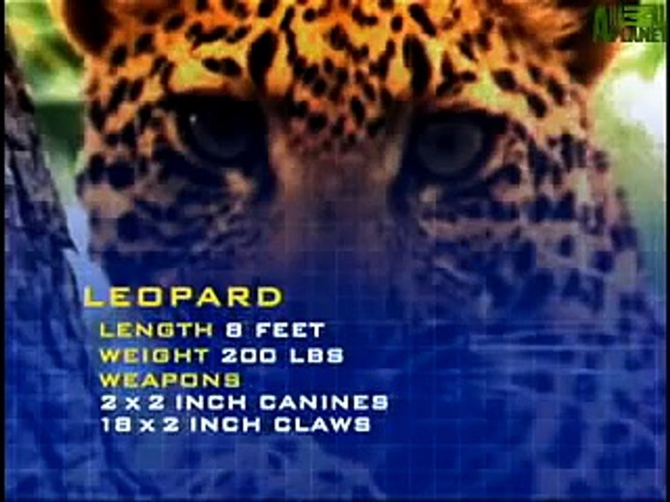 Animal Face-Off: Gorilla vs. Leopard