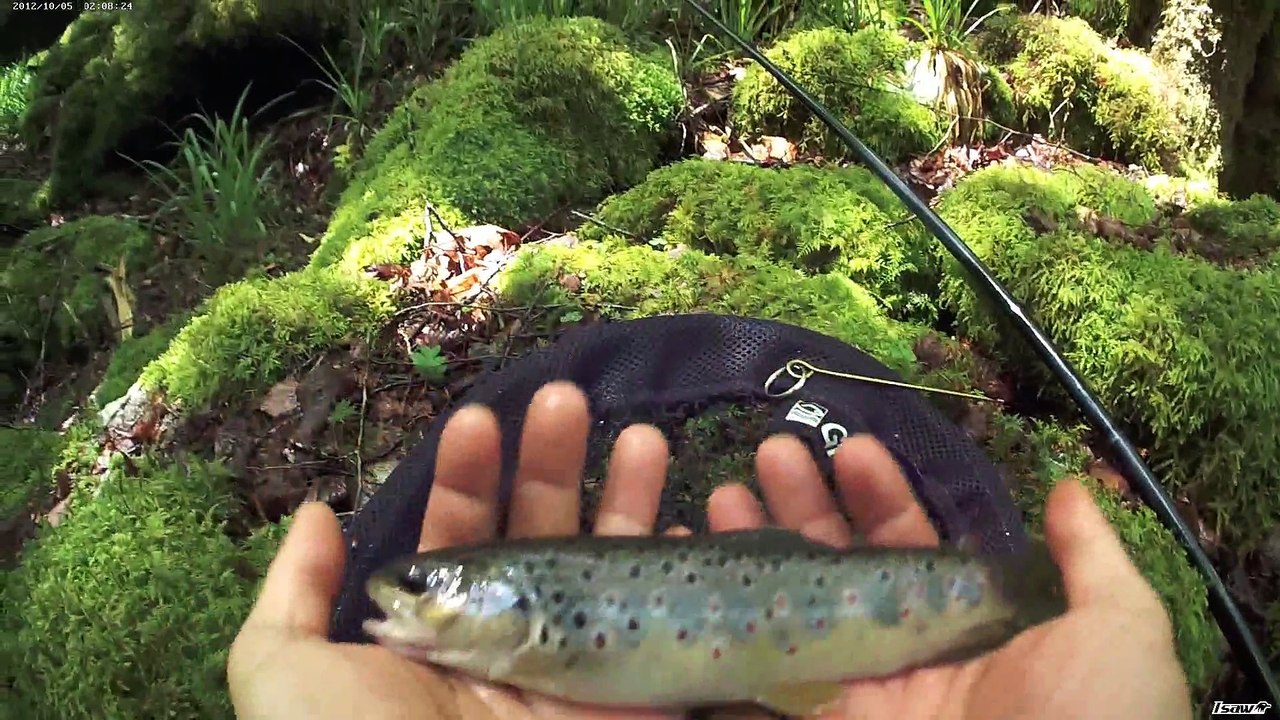 peche à la truite fario