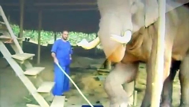 Discovery Wild Target training Phu Khi so we can do his nails Elephants Wolds 360p